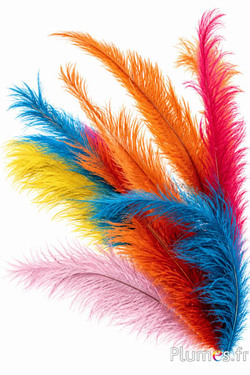 Struzzo 2. scelta - 30-40 cm - grigi multicolore